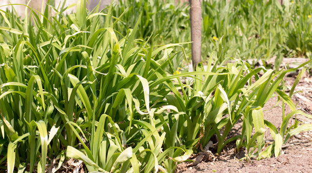 Daylily plants