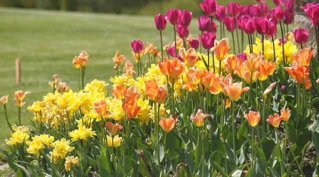 Tulips and daffodils in fall garden