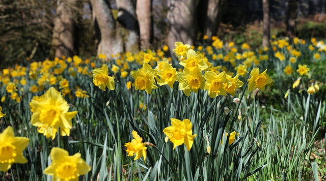Field of daffodils