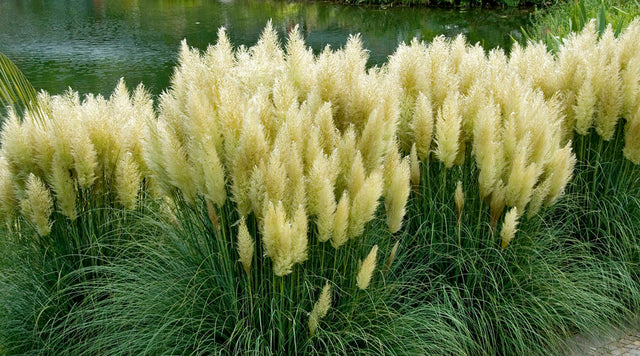 all about ornamental grass