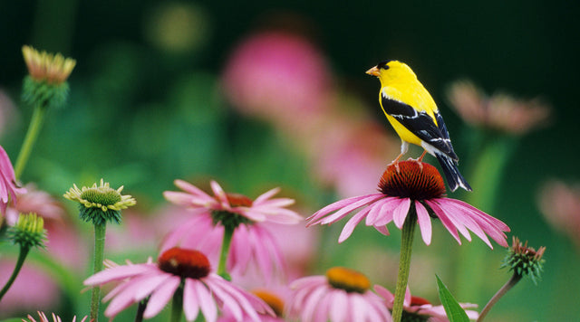 Goldfinch and Coneflowers In The Garden