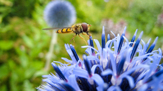 Hoverfly on Echinops