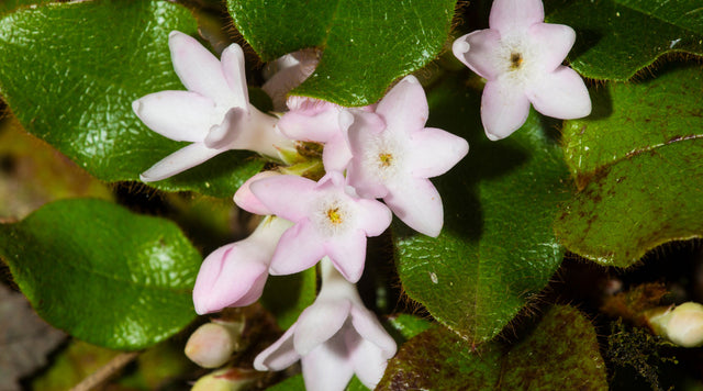 Mayflower blooms