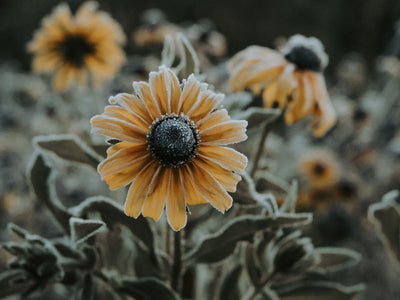 rudbeckia with a layer of frost 