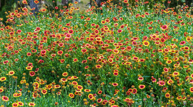 Gaillardia Meadow