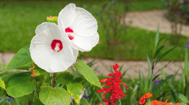 Hisbiscus luna with big flowers