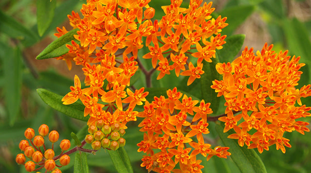 Asclepias