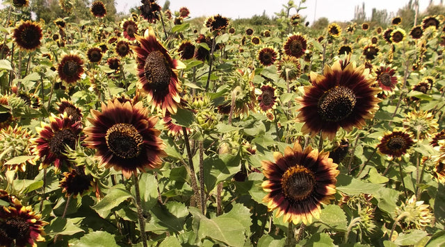 Velvet sunflowers in meadow