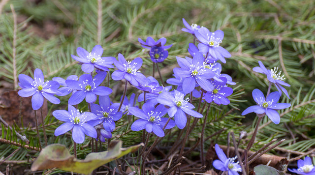 Hepatica flowers