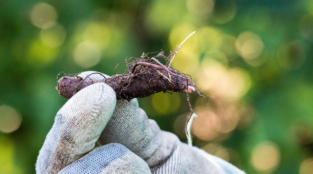 Gloved hand holding bare root 