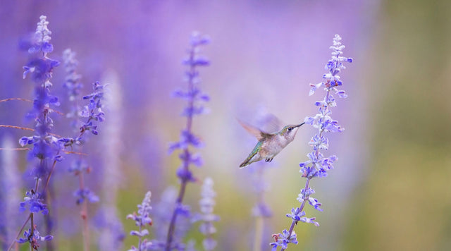 Hummingbird pollinating lavender plant
