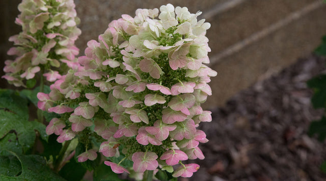 Hydrangea blooms