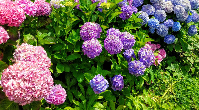 blue and pink hydrangea blooms