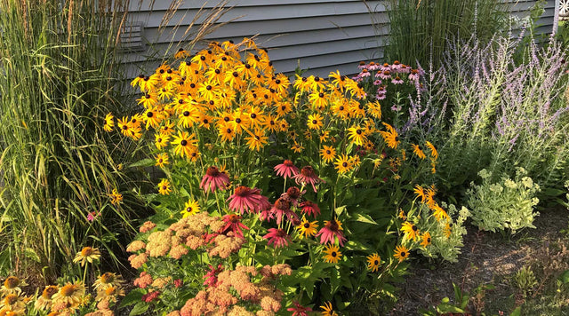 black eyed susan, echinacea, russian sage perennial garden