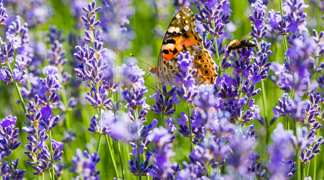 butterfly on lavender plants
