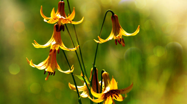 Wild lily blooms