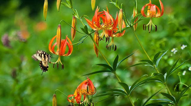 Turk's Cap Lily with butterfly nearby
