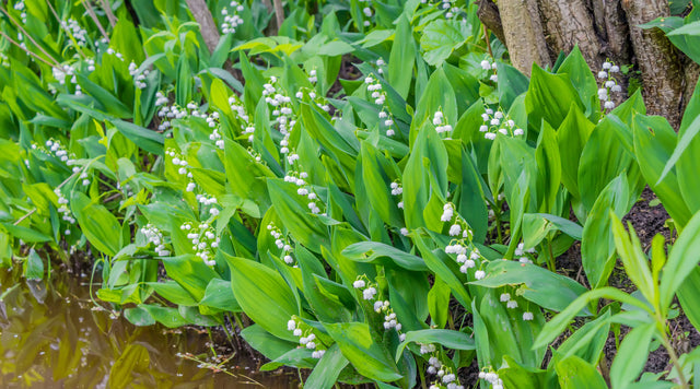 Create a shade oasis and fill any bare area with Virginia Bluebells for a low-care coverage.