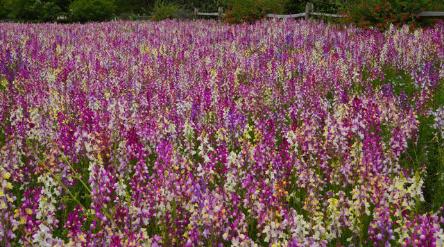 wildflower meadow of bright colors in california