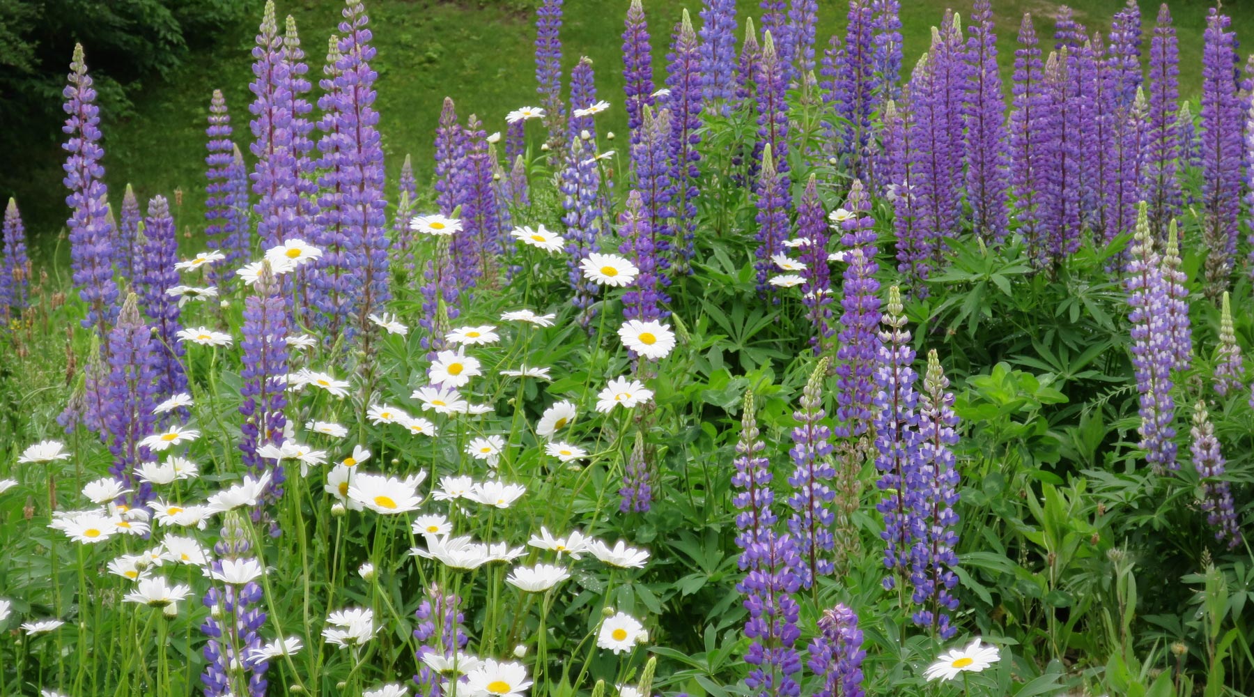 Wild Spring Bulbs Before & After: Spring-Blooming Bulbs Make Way For Wildflowers ...