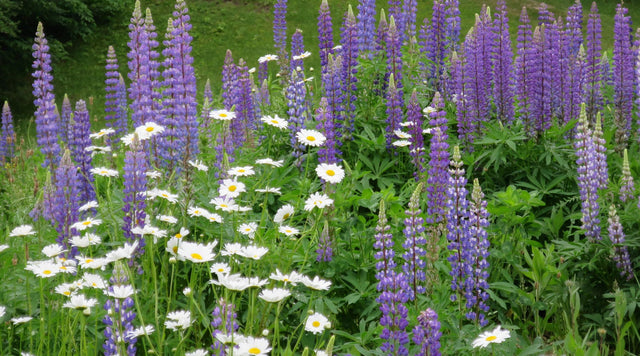 Lupine and Daisy
