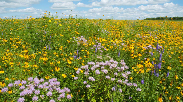 Wildflower Meadow spanning over acres
