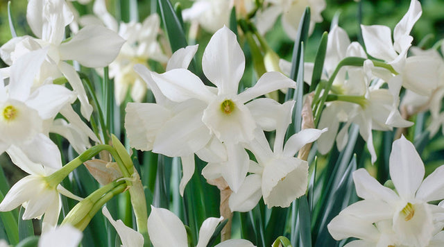 narcissus triandrus daffodil white thalia