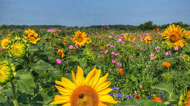 Wildflowers in meadow