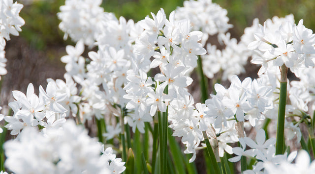 Paperwhite blooms