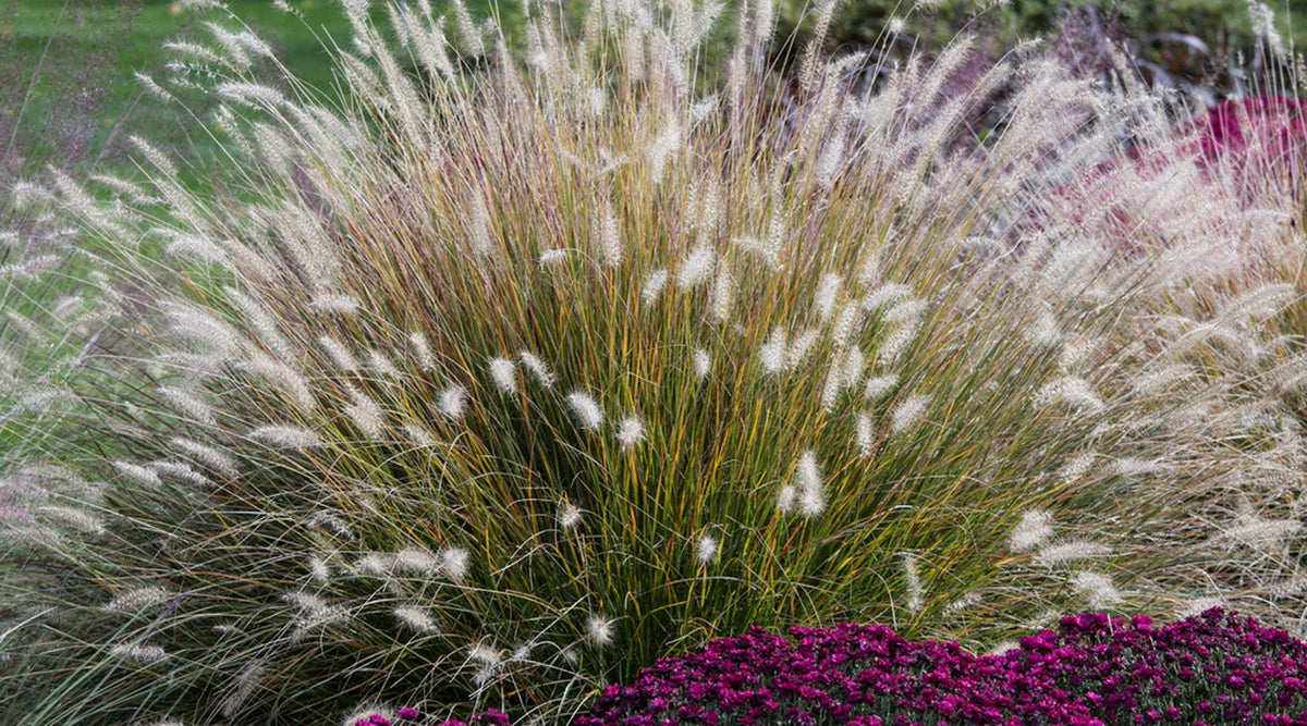 How to Grow Ornamental Grass | American Meadows, image size:1200x667