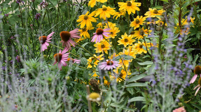 Lavender, Rudbeckia, and Echinacea