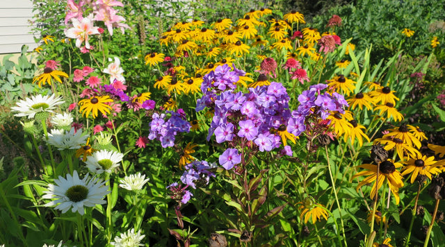 phlox, black eyed susans and daisies blooming in employees garden
