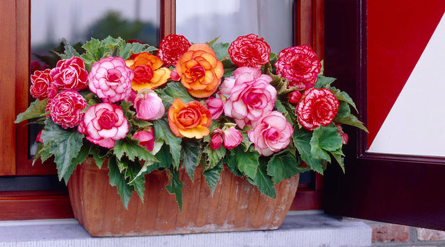 begonias in a window