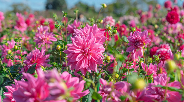 Many Pink Dahlias Blooming