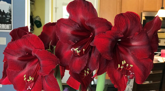 Red Amaryllis Blooms