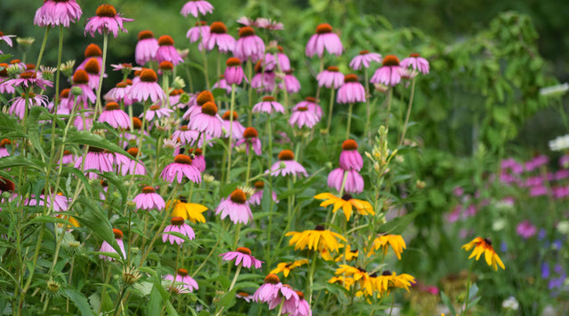 Echinacea (Coneflower) and Black Eyed Susans (Rudbeckia) are two popular perennial wildflowers.