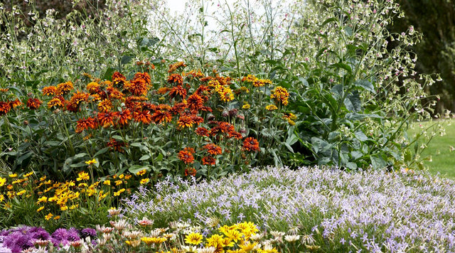 Orange Cherokee sunset garden