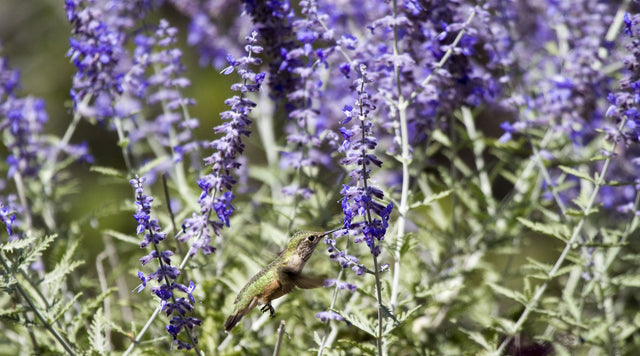 hummingbird on russian sage