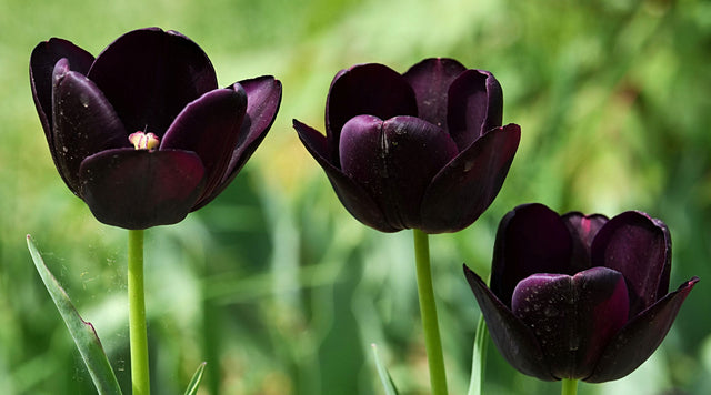 Queen of the Night Tulip blooms