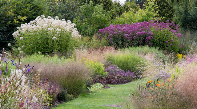 A natural meadow planting featuring native perennials and ornamental grasses