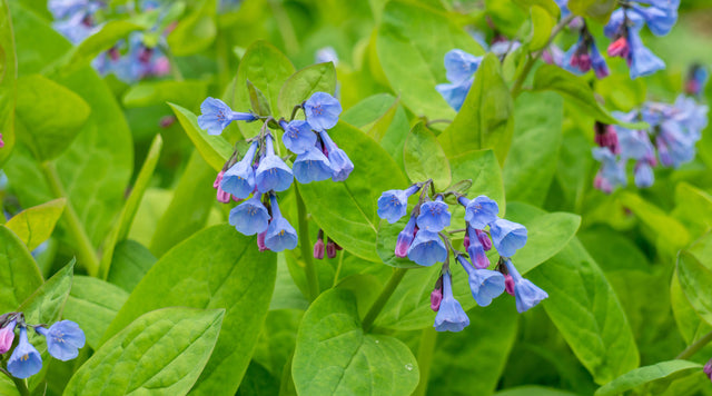 virginia bluebells