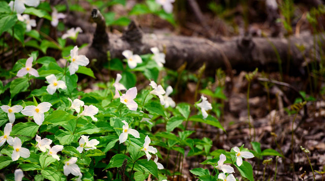 A spread of White Trilliums, or Trillium grandifolium