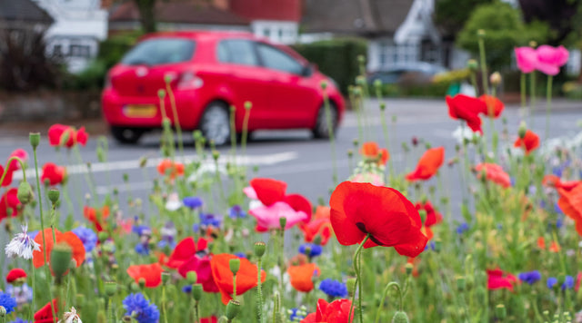 Flowers on roadside with car in the background