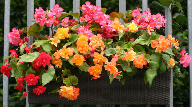 Begonias in planter box