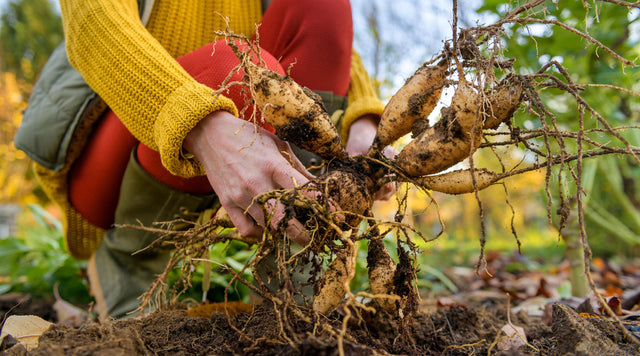 Dahlia tubers in persons hands