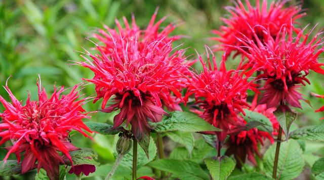 red bee balm