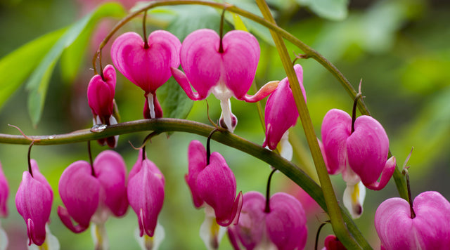 bleeding heart pink closeup