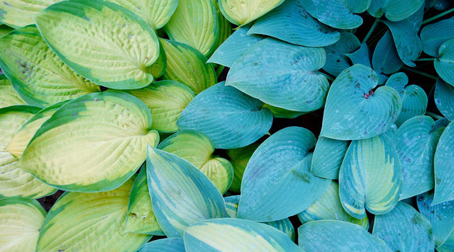 closeup of hostas