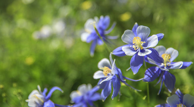 columbine banner