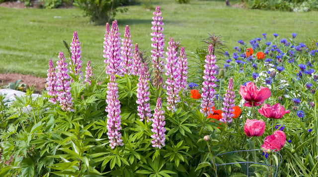 Why Plant Perennials? Top 3 Reasons We Love Perennials